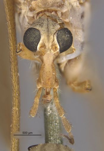 Media type: image;   Entomology 10364 Aspect: head frontal view